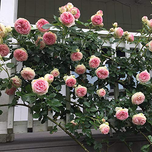 Climbing Pink Rose Bush Q44807