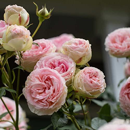 Climbing Pink Rose Bush Q44807