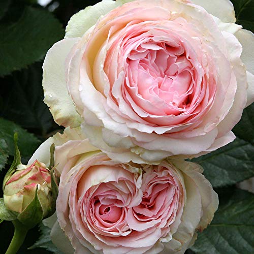 Climbing Pink Rose Bush Q44807
