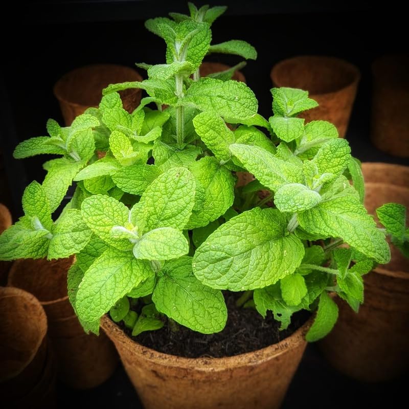 Set 2 Live Lantana Plants, 4 to 7 Inch Tall, 4 Inch Pot D2650