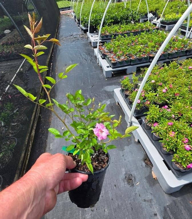 Live Plant (1 QT) H654