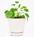 Pilea Peperomioides (4"/6" Pot) Houseplant Y731488