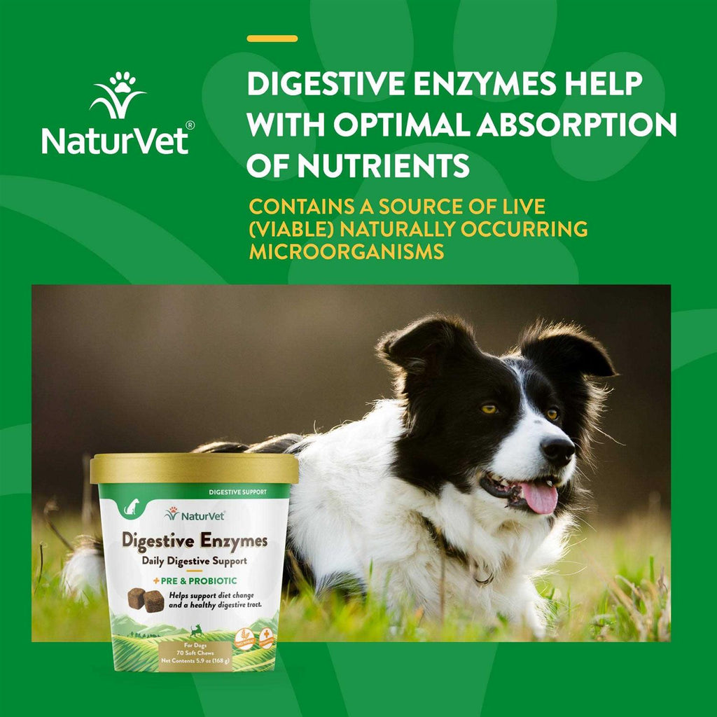 Digestive Enzymes Y769087