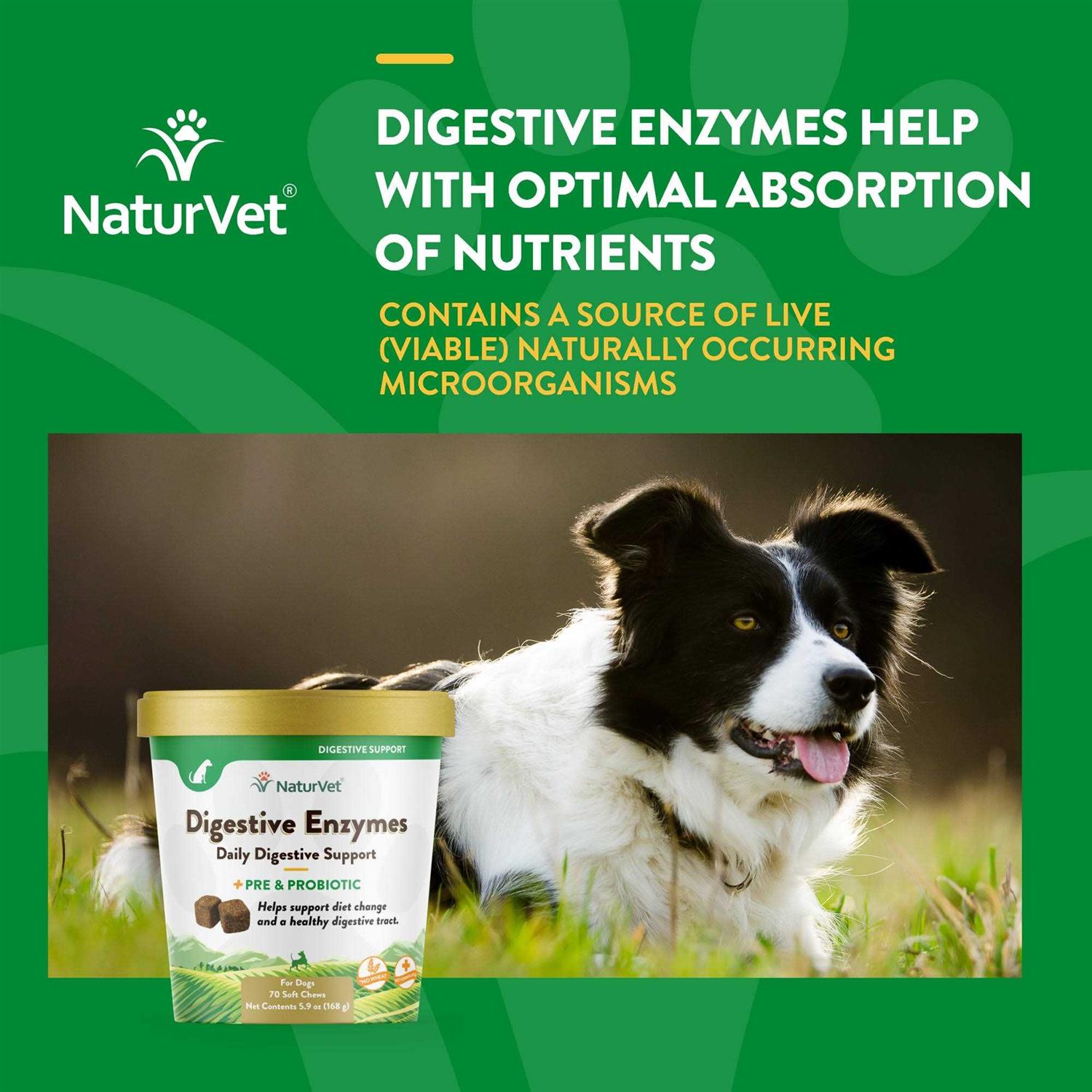 Digestive Enzymes Y769087