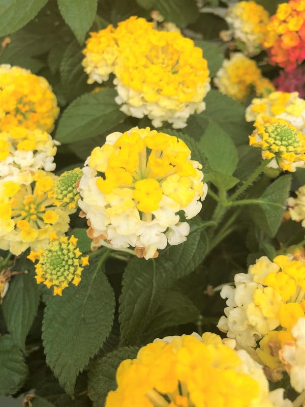 Set 2 Live Lantana Plants, 4 to 7 Inch Tall, 4 Inch Pot D2650