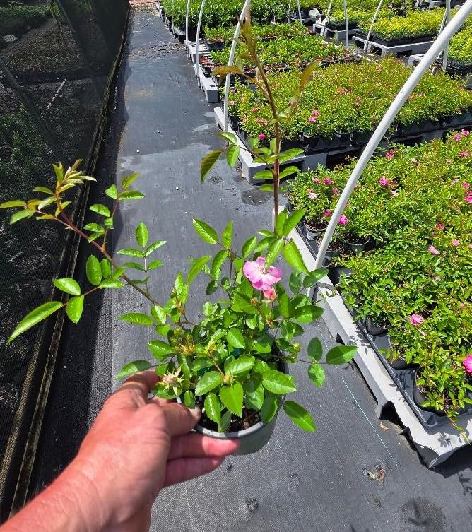 Live Plant (1 QT) H654