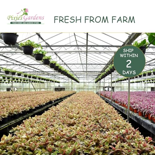 Thompson Seedless Grape Vine Plant (1 Gallon) F8498