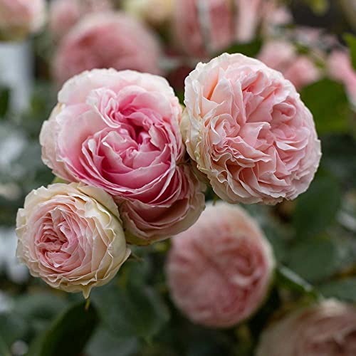Climbing Pink Rose Bush Q44807