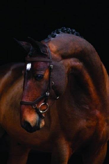 Competition Bridle X32544