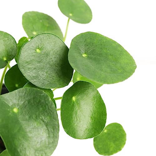 Pilea Peperomioides (4"/6" Pot) Houseplant Y731488