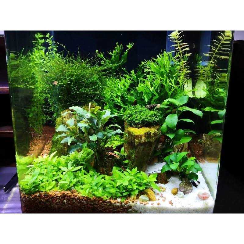Omnivore Shrimp Food Q776
