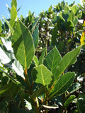 1 Live Plant, 4 inch pot B7348