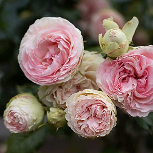 Climbing Pink Rose Bush Q44807
