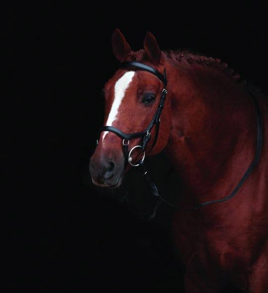 Competition Bridle X32544