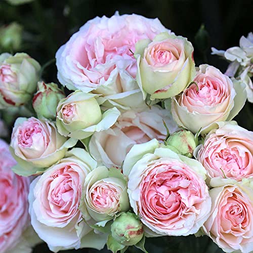 Climbing Pink Rose Bush Q44807