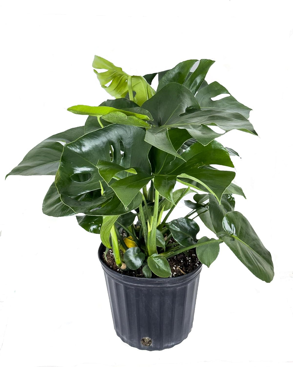 Large Swiss Cheese Plant in Grower Pot, 2-3 Feet Tall C6427