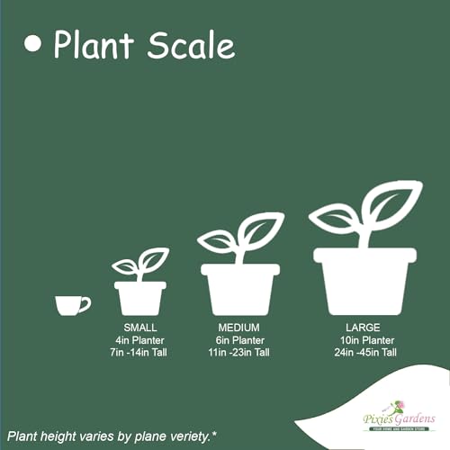 Thompson Seedless Grape Vine Plant (1 Gallon) F8498