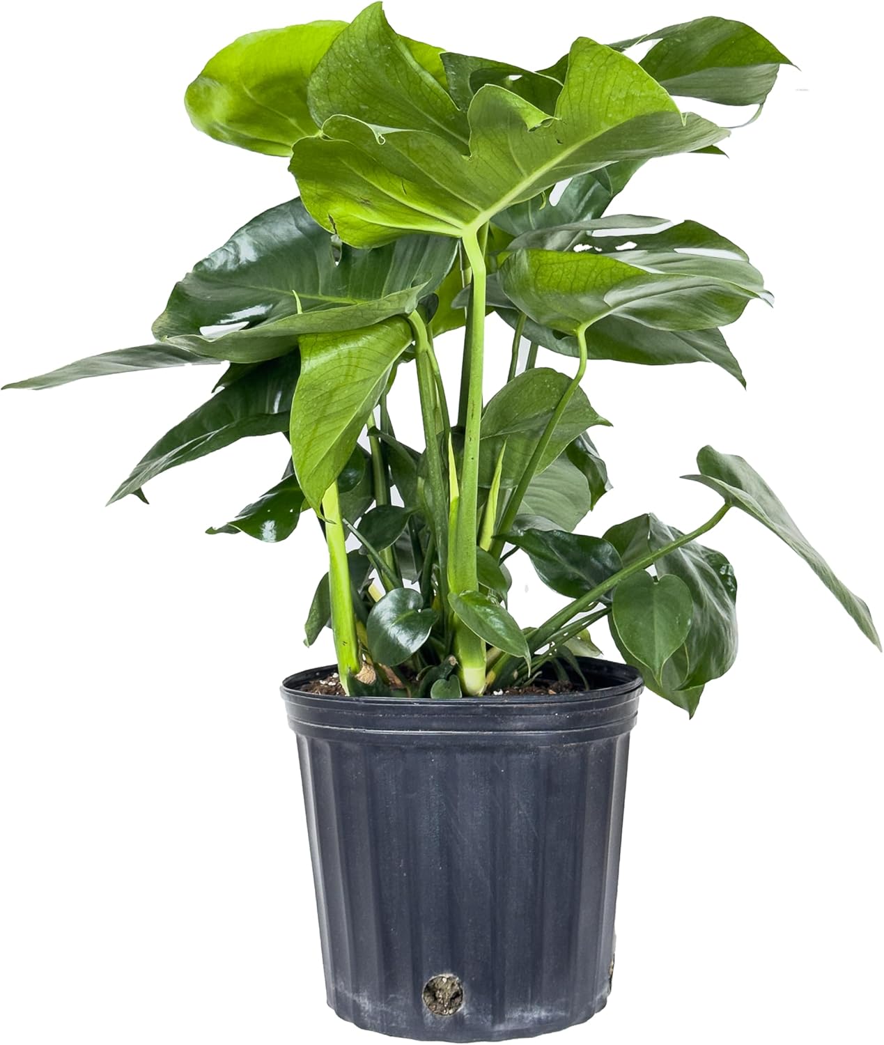 Large Swiss Cheese Plant in Grower Pot, 2-3 Feet Tall C6427