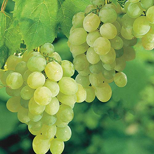 Thompson Seedless Grape Vine Plant (1 Gallon) F8498