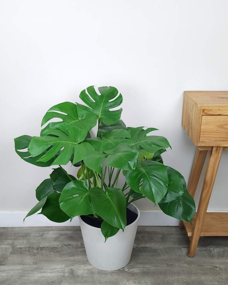Large Swiss Cheese Plant in Grower Pot, 2-3 Feet Tall C6427