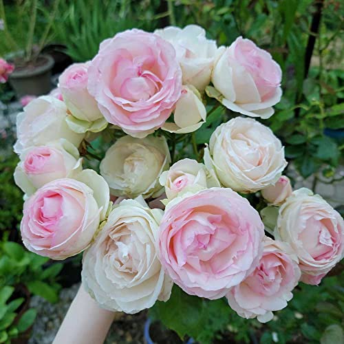 Climbing Pink Rose Bush Q44807