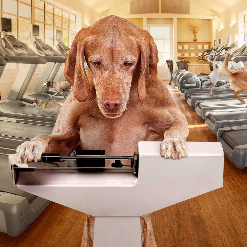 Gold Coast Weight Management Dry Dog Food T4213