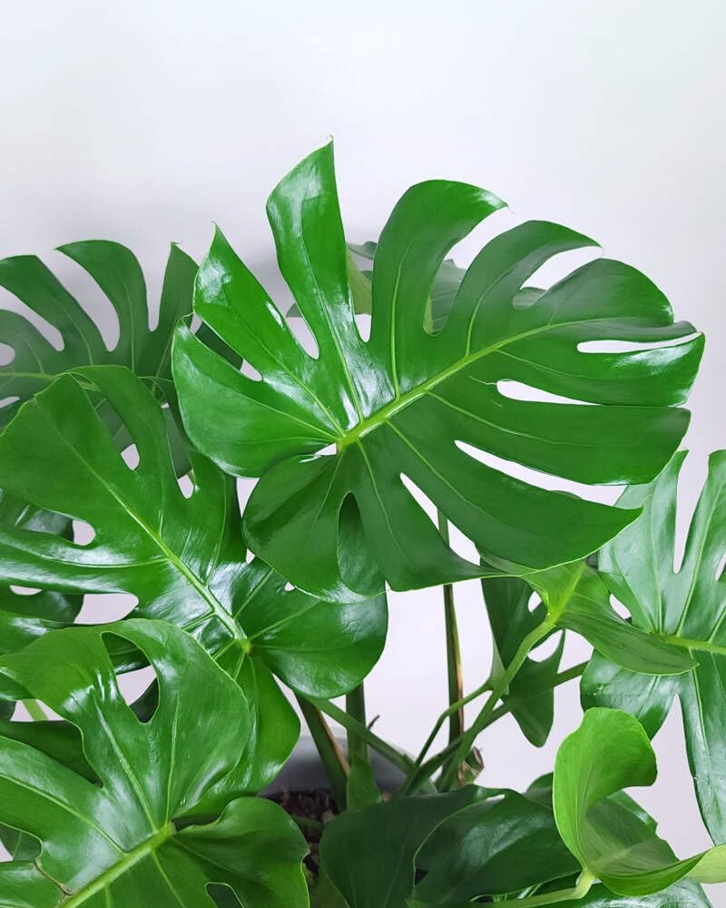 Large Swiss Cheese Plant in Grower Pot, 2-3 Feet Tall C6427