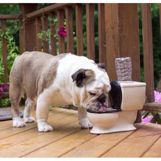 Toilet Water Dish for Dogs V26772