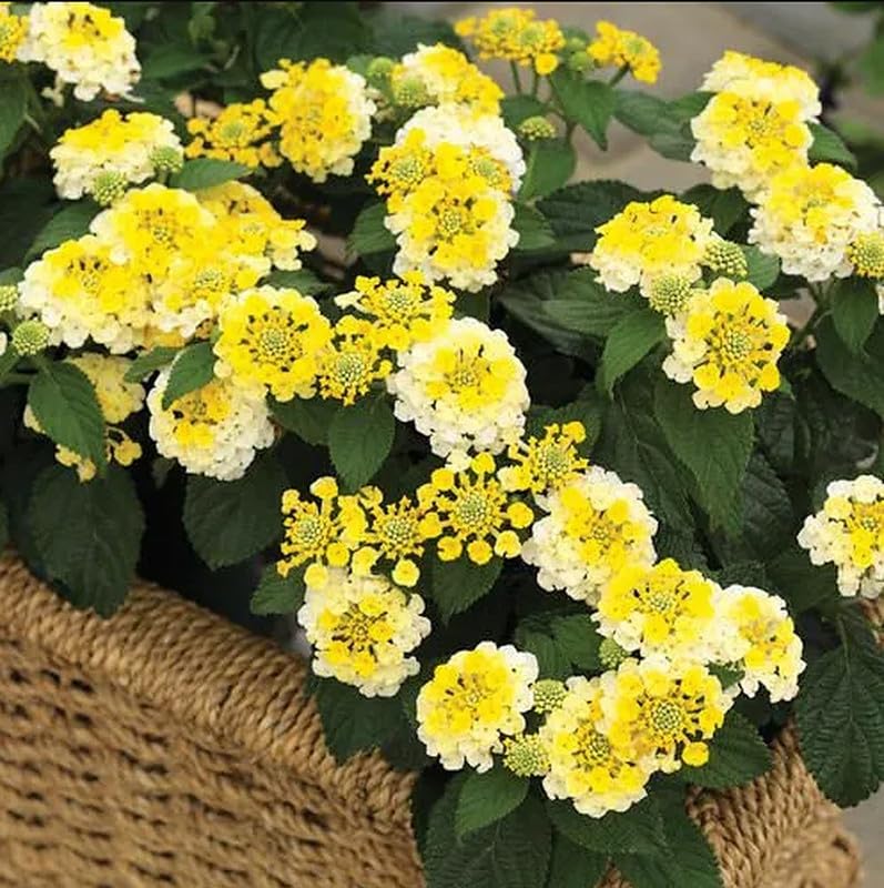 Set 2 Live Lantana Plants, 4 to 7 Inch Tall, 4 Inch Pot D2650