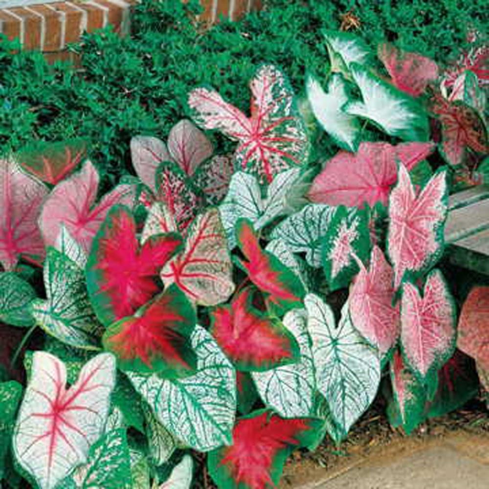10 Bulbs Colorful Mix Perennial Caladium T359