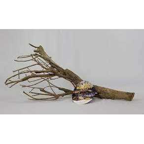 Mangrove Root H38285