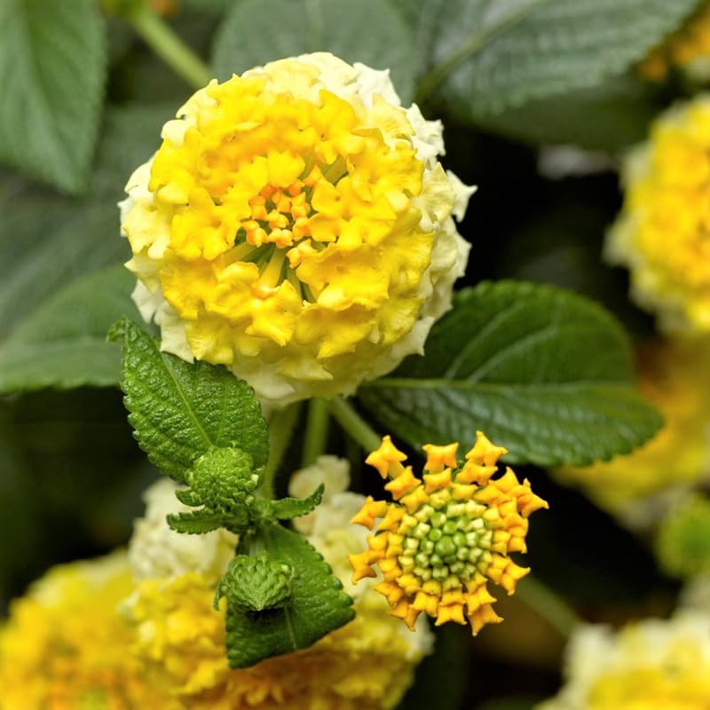 Set 2 Live Lantana Plants, 4 to 7 Inch Tall, 4 Inch Pot D2650