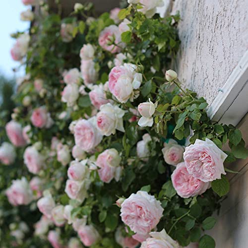 Climbing Pink Rose Bush Q44807