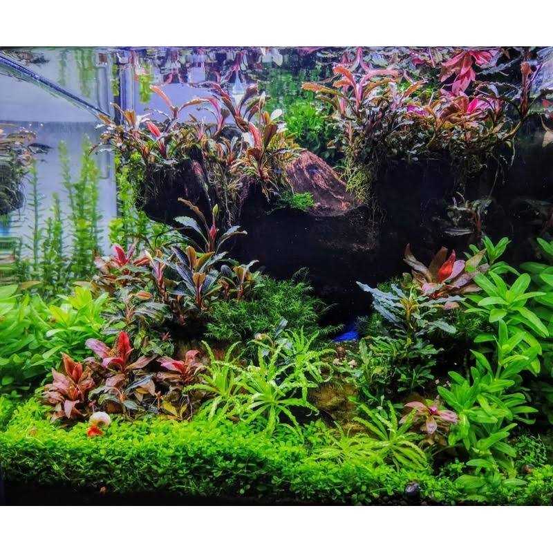 Omnivore Shrimp Food Q776