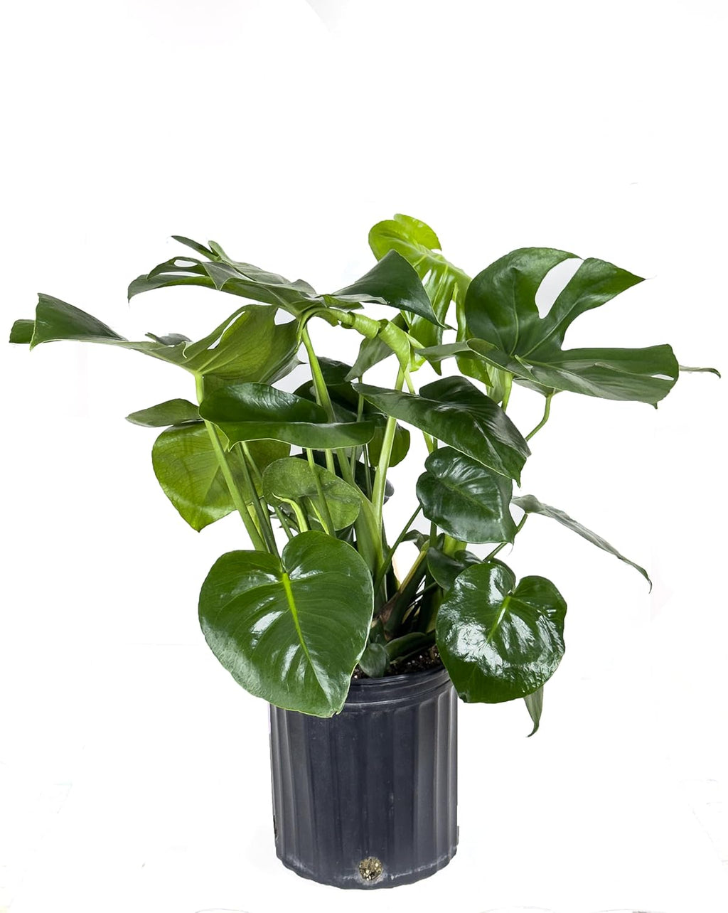Large Swiss Cheese Plant in Grower Pot, 2-3 Feet Tall C6427