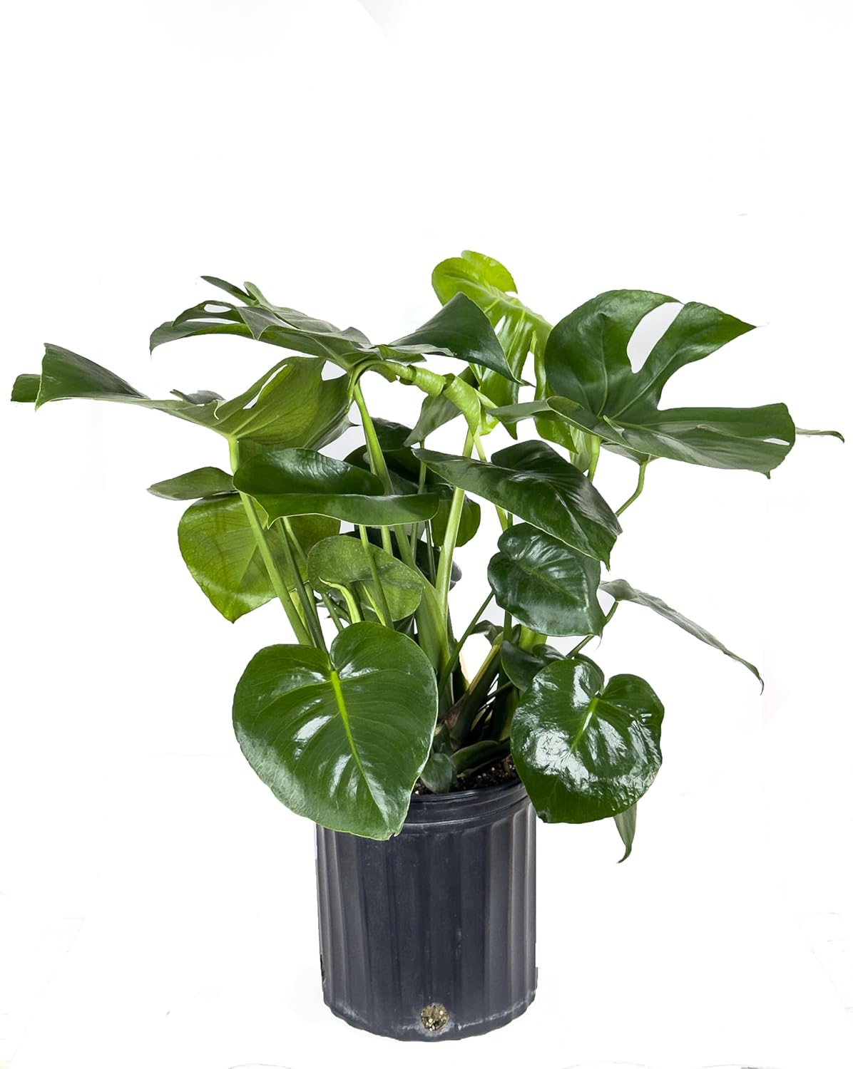 Large Swiss Cheese Plant in Grower Pot, 2-3 Feet Tall C6427