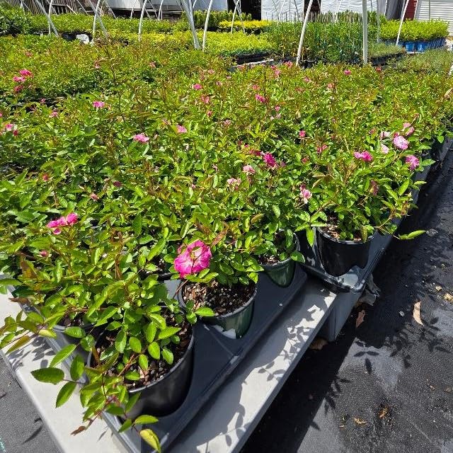 Live Plant (1 QT) H654