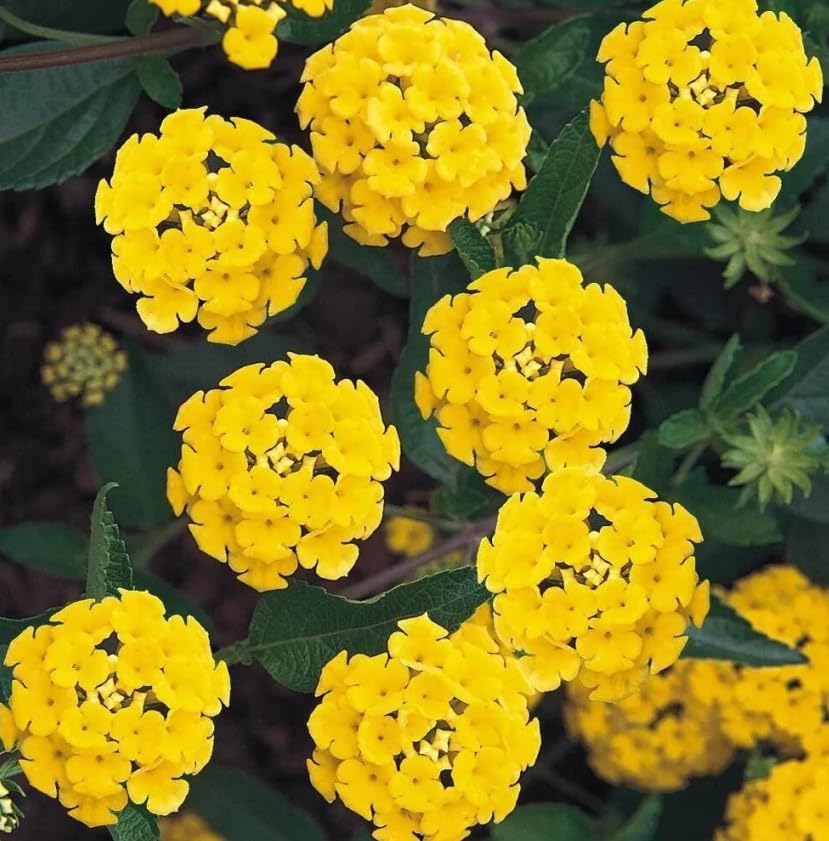 Set 2 Live Lantana Plants, 4 to 7 Inch Tall, 4 Inch Pot D2650