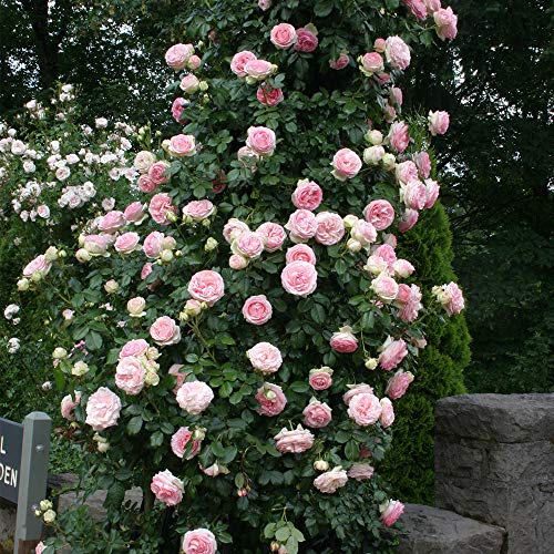 Climbing Pink Rose Bush Q44807