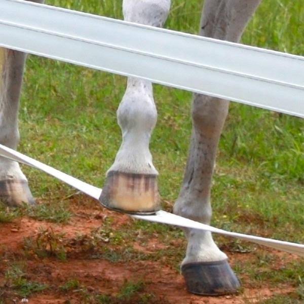 Brown 660 ft. Horse Fence Rail L7285